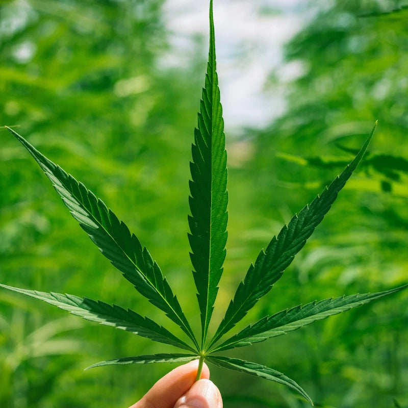 CBD